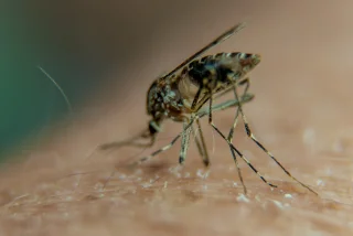 Por que os mosquitos picam mais algumas pessoas do que outras?