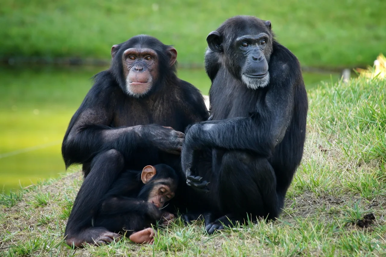 Chimpanzés valorizam informações sociais até mais do que recompensas alimentares