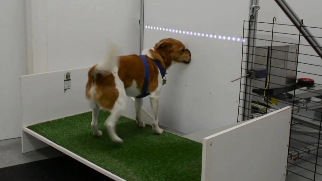 Cães são treinados para farejar câncer e tuberculose em pesquisa inédita no país