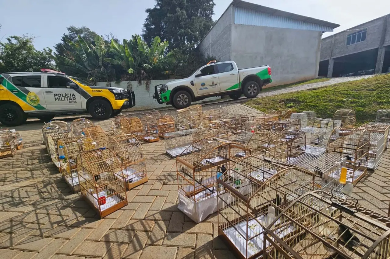 Fiscalização resgata 95 aves, aplica R$ 400 mil em multas e prende criador por maus-tratos, no Paraná