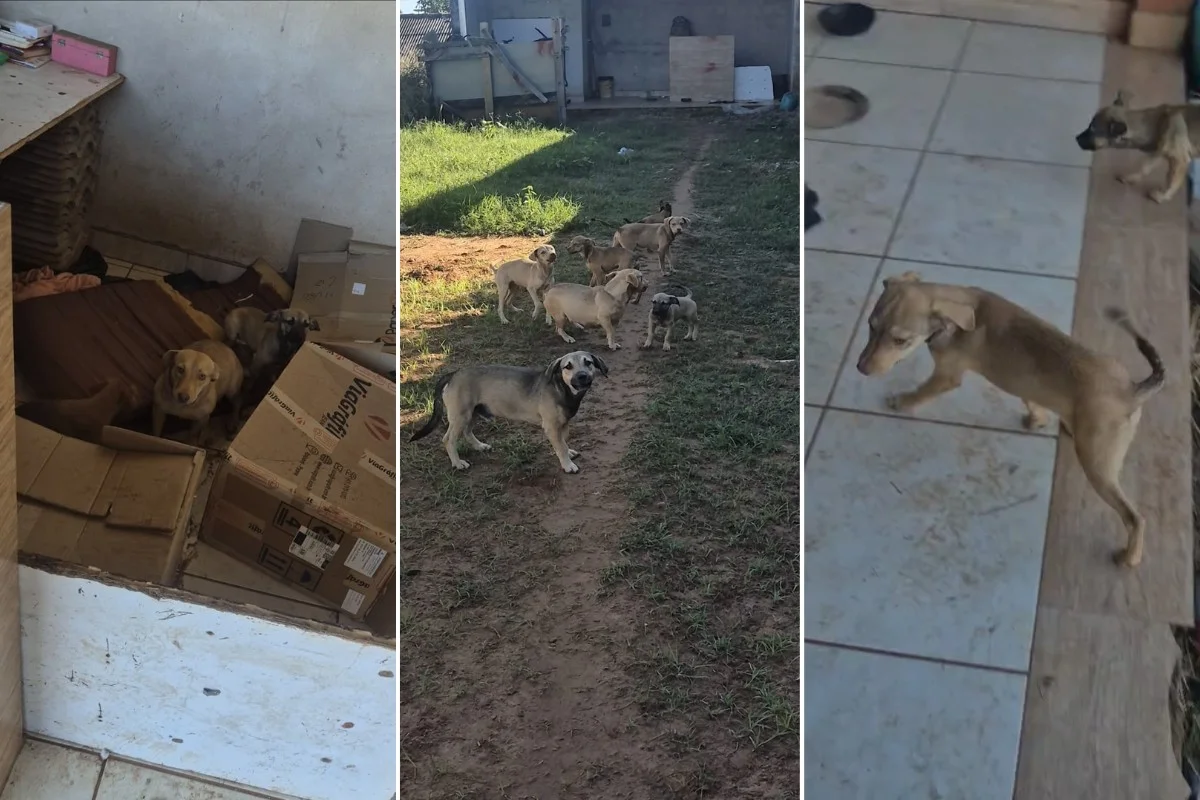 Man flees after fight, abandons 16 dogs and Civil Police rescues animals in interior of SP