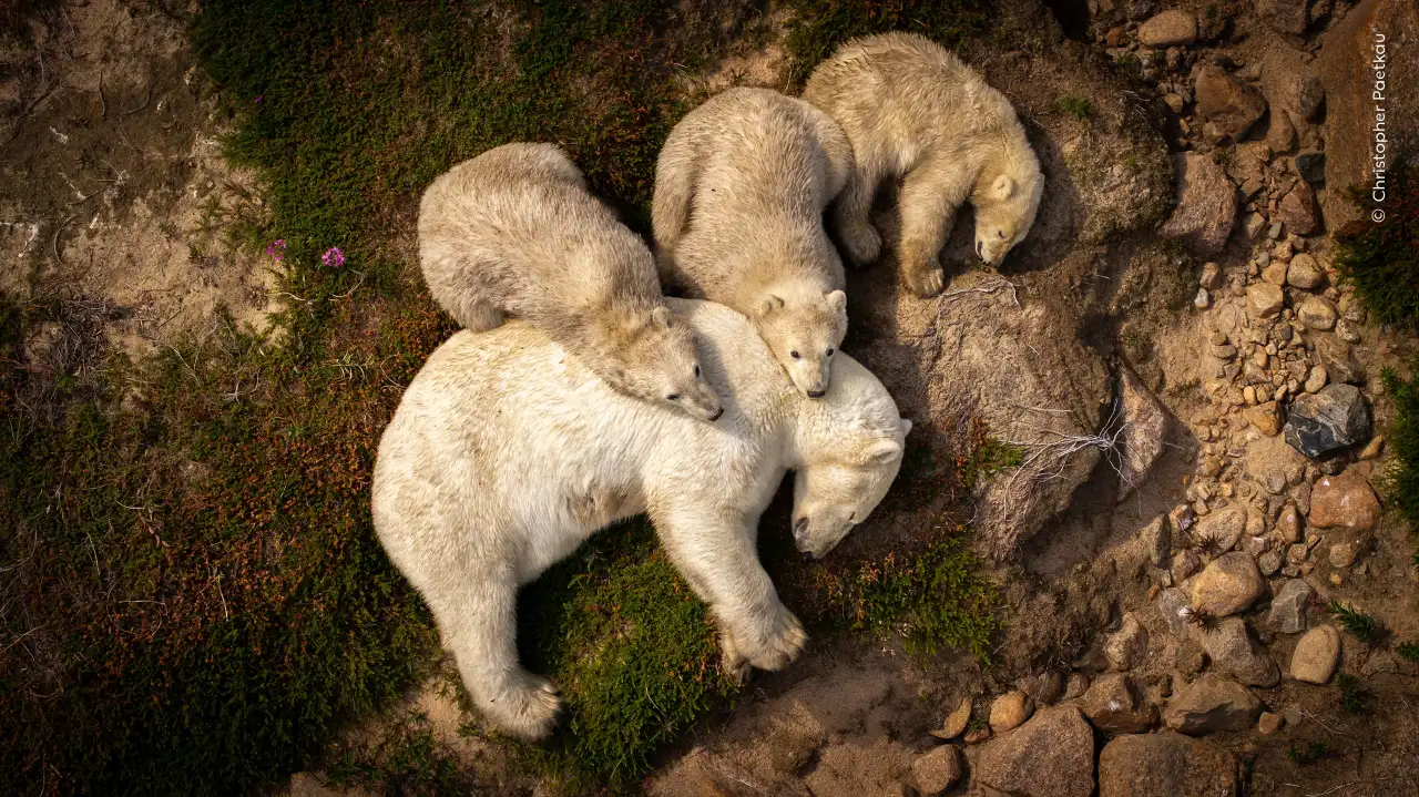 Vírus gigantes podem ter ajudado a moldar as células que deram origem a animais e plantas