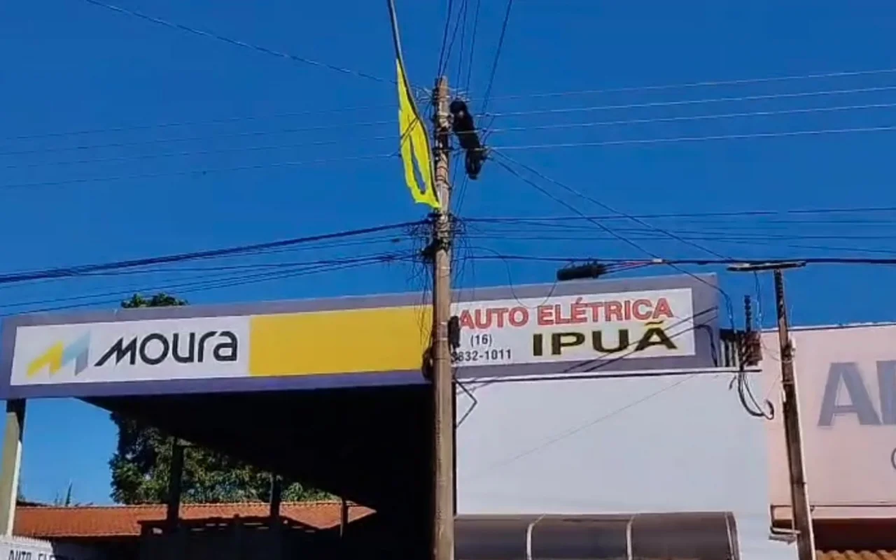 Macaco-bugio morre após ser eletrocutado por rede de energia em Ipuã, SP