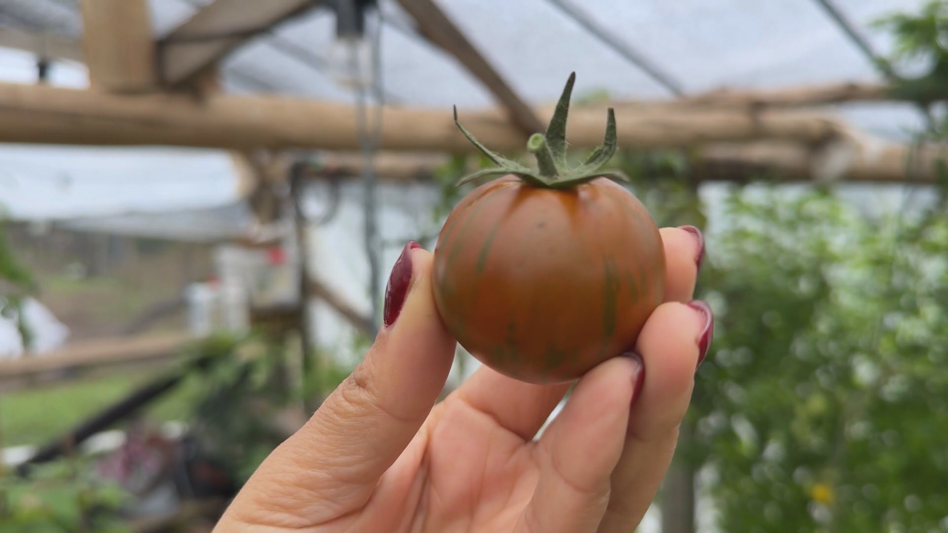 Com couve-flor colorida e tomate listrado, agricultora cultiva hortaliças exóticas no Paraná