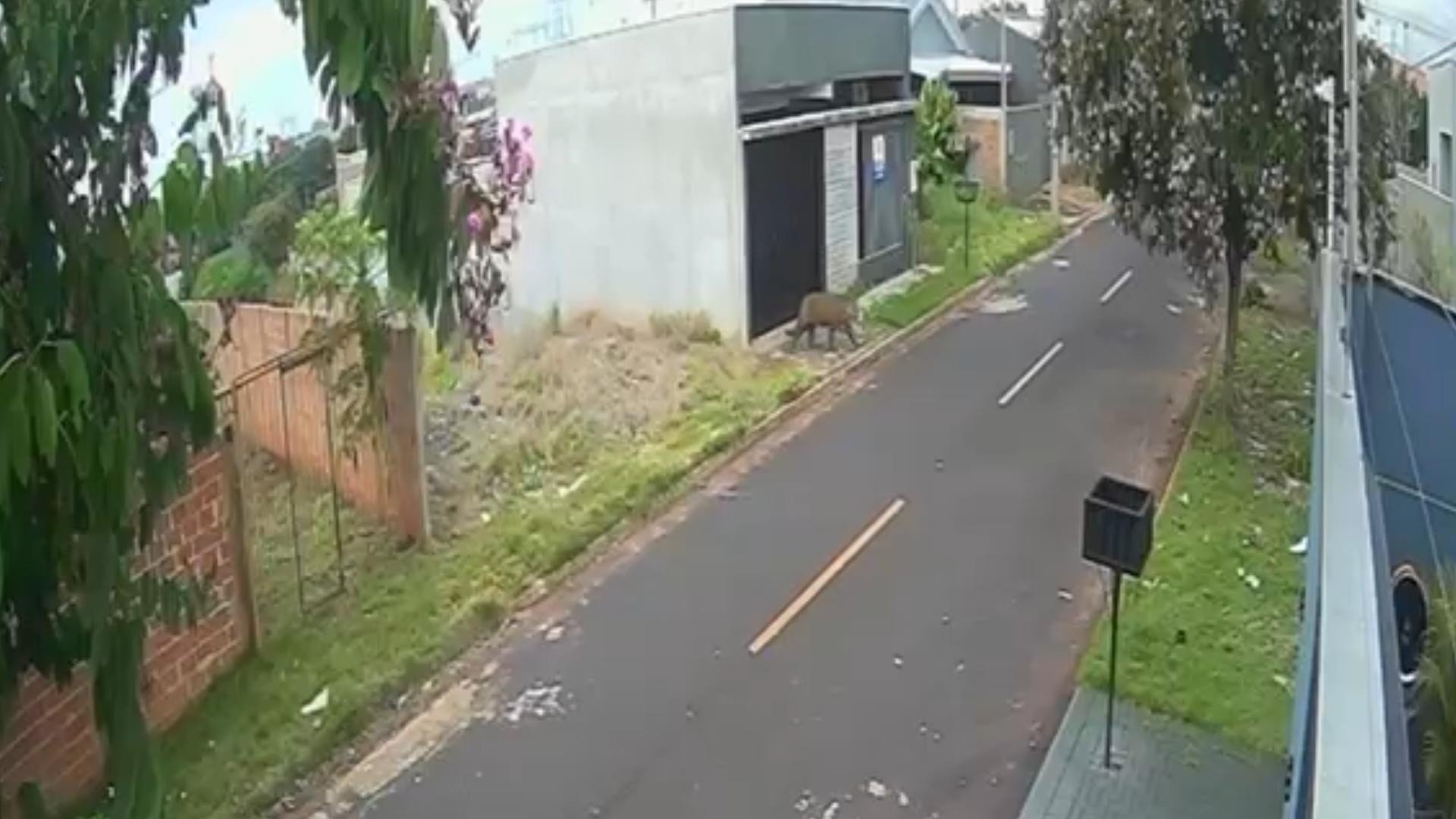 VÍDEO: onça-pintada é registrada andando em rua de Foz do Iguaçu