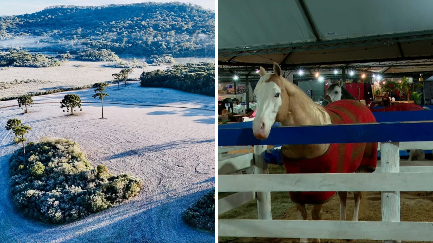 Cavalo com 'blusa' de lã, termômetros a -4,8ºC: Paraná bate recorde de frio com geadas pelo segundo dia seguido