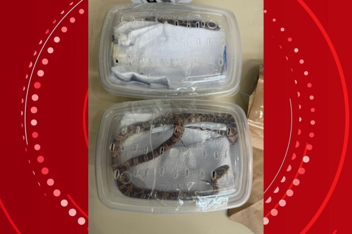 Serpentes vivas são encontradas embaladas como encomendas em agência dos Correios no Paraná