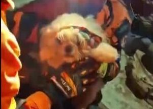 Vídeo: Cachorro é resgatado de escombros na Venezuela dias após terremotos